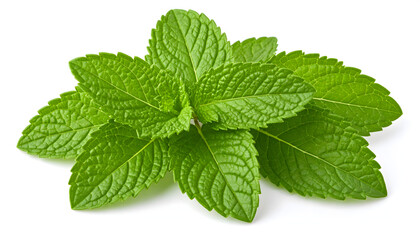 mint isolated on white background