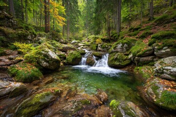Obraz premium Forest Stream and Rocks