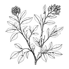 A vector Detailed Vintage Botanical Floral Pattern with Cereal Herbs Wildflowers in Black and White for Wrapping Paper and Textile Design.