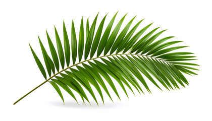 Obraz premium palm leaf isolated on white