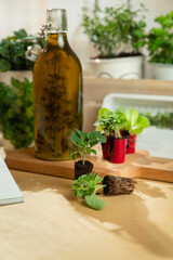 Close-up of herb seedlings with oil bottle and small potted plants on wooden surface