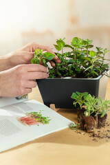 Hands carefully transplanting herb seedlings with containers and growing supplies visible