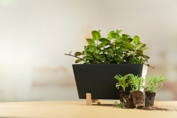 Established herb container with seedlings showing healthy growth and development