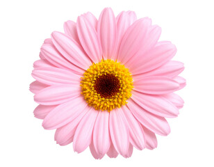 Obraz premium Pink Gerbera Daisy: Close-Up Flower Photography for Website & Design Projects
