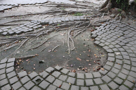 The paving blocks are damaged as tree roots grow underneath, lifting and breaking the brick arrangement, causing uneven surfaces and structural disruption over time.