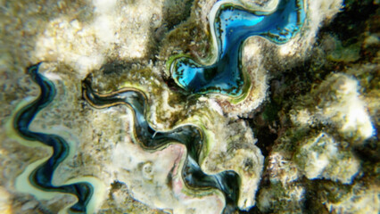 Underwater seascape on the coral reef in Red Sea, Egypt