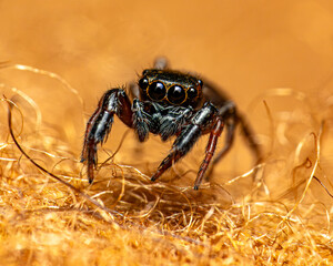 Jumping Spider Macro – Salticidae Close-Up on Orange Background

