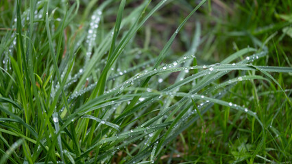 Fresh green grass with dew drops in the morning