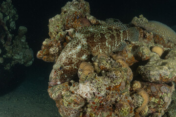 Fish swimming in the Red Sea, colorful fish, Eilat, Israel
