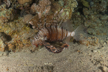 Lionfish (Pterois miles) in the Red Sea, colorful fish, Eilat, Israel
