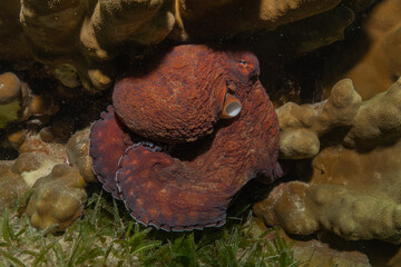 Octopus king of camouflage in the Red Sea, Eilat Israel 
