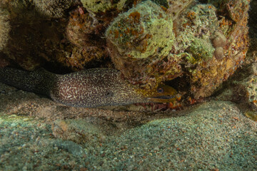 Moray eel Mooray lycodontis undulatus in the Red Sea, Eilat Israel
