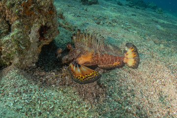 Lionfish (Pterois miles) in the Red Sea, colorful fish, Eilat, Israel
