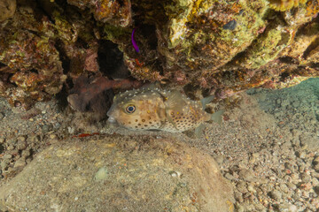 Fish swimming in the Red Sea, colorful fish