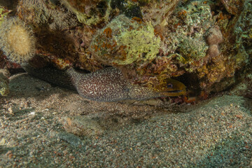 Moray eel Mooray lycodontis undulatus in the Red Sea, Eilat Israel
