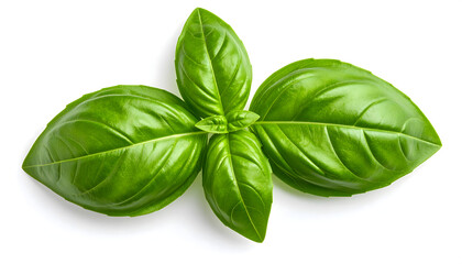 basil leaves isolated on white