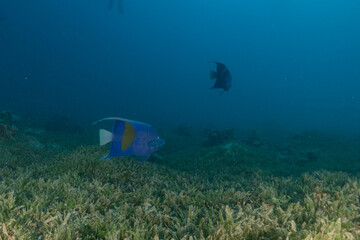 Fototapeta premium Fish swimming in the Red Sea, colorful fish