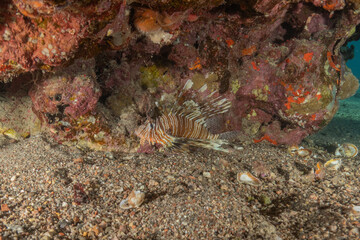 Lionfish (Pterois miles) in the Red Sea, colorful fish, Eilat, Israel
