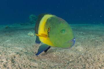 Fish swimming in the Red Sea, colorful fish, Eilat, Israel

