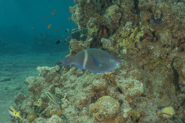 Fish swimming in the Red Sea, colorful fish, Eilat, Israel
