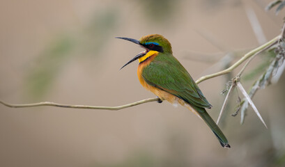 Bee eater on safari in Africa 