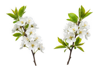 Obraz premium Two branches of white cherry blossoms isolated on transparent background