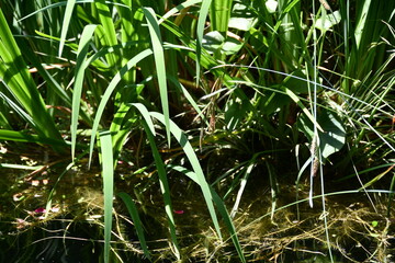 Plantas aquáticas, na água de um lago