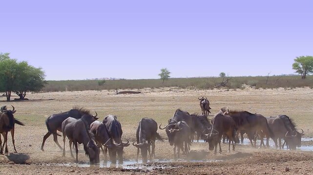 Herd of Blue wildebeest drinking and enjoying waterhole in Kgalagadi transfrontier park, South Africa ; Specie Connochaetes taurinus family of Bovidae