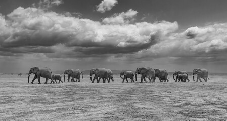Naklejka premium Elephants in Amboseli National Park, Kenya, Africa 