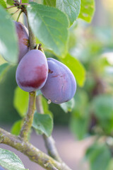 Ripe purple plums are hanging on branch, surrounded by green leaves, in the soft sunlight of an orchard, creating vibrant and inviting scene, vertical