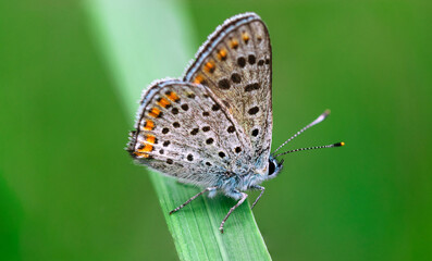 A beautiful butterfly with dotted wings and an orange border sits on a blade of grass