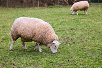 Obraz premium A fluffy white sheep grazes peacefully in a lush green field, with another sheep in the background. A calm scene of country life, farming, and agriculture.