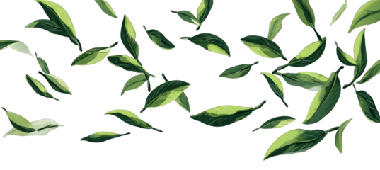 A profusion of vibrant green leaves with white variegation, scattered against a black background