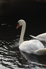 Swan (Cygnus olor) gliding gracefully on water