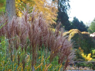 Miscanthus sinensis 'Malepartus' ornamental grass in autumn, with tall feathery plumes and golden foliage, swaying gracefully in warm October sunlight