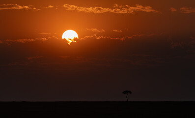 Fototapeta premium A sunset behind a tree in the Maasai Mara, Africa 