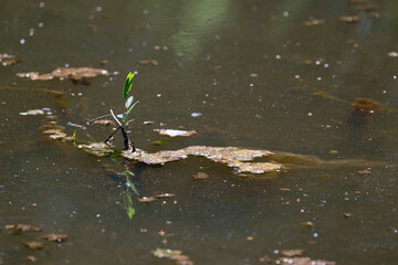 Still water with floating moss and fallen green leafy branch