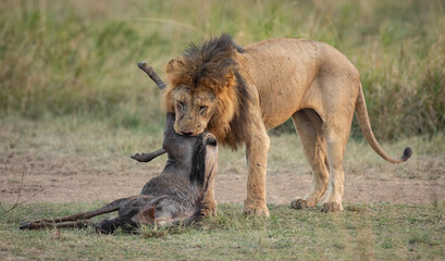A male lion in Maasai Mara, Africa 