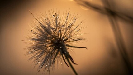 Dandelion seed head with water droplets in golden light macro nature fine art - Powered by Adobe
