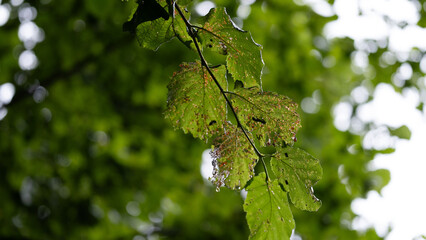 Rain-covered green leaves with insect damage in summer forest