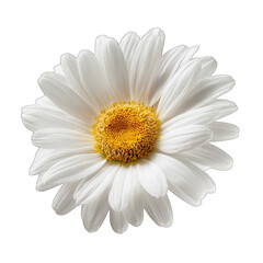 Close-up of a single white daisy (2)