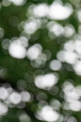 Obraz premium Green bokeh nature background