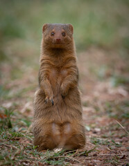 Mongoose on safari in Africa 