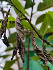 A branch laden with dried leaves, a testament to the changing seasons.
