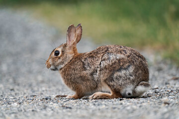 Feral bunny in British Columbia, Canada.