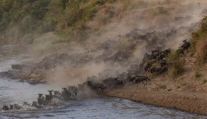 The great wildebeest migration in Kenya, Africa 
