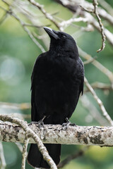 American crow (Corvus brachyrhynchos) sitting on a tree branch.	
