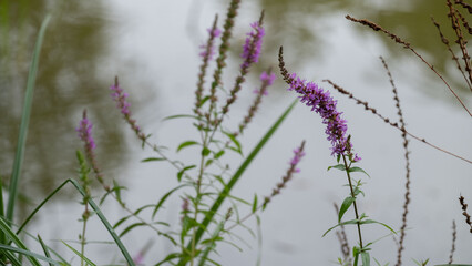 Purple loosestrife flowers by the water s edge