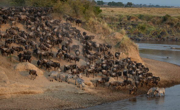 The great wildebeest migration in Kenya, Africa vv
