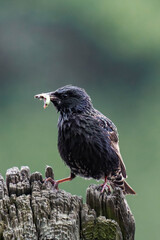 Common starling with caterpillars in its beak.